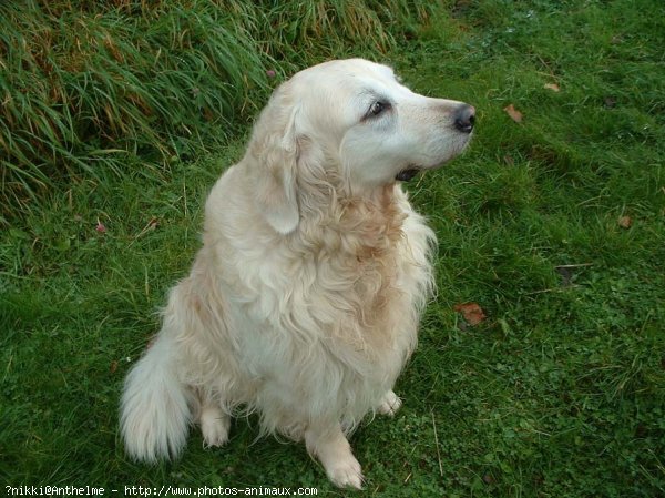 Photo de Golden retriever