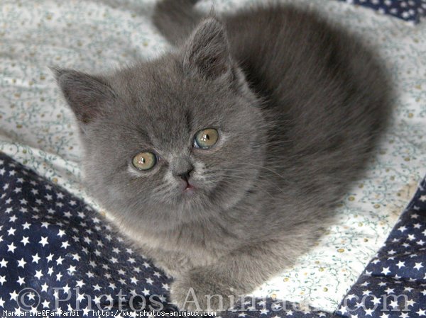 Photo de British shorthair