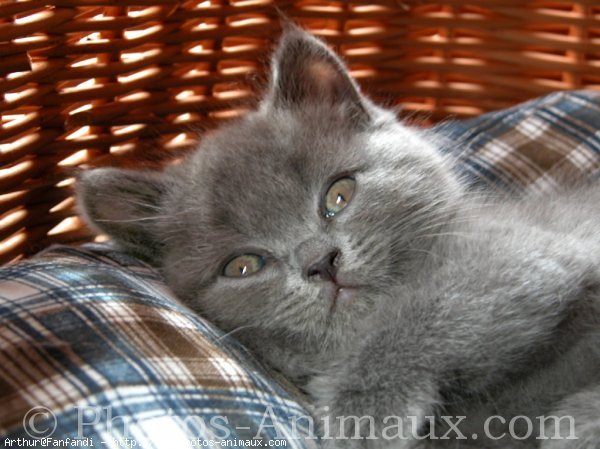 Photo de British shorthair