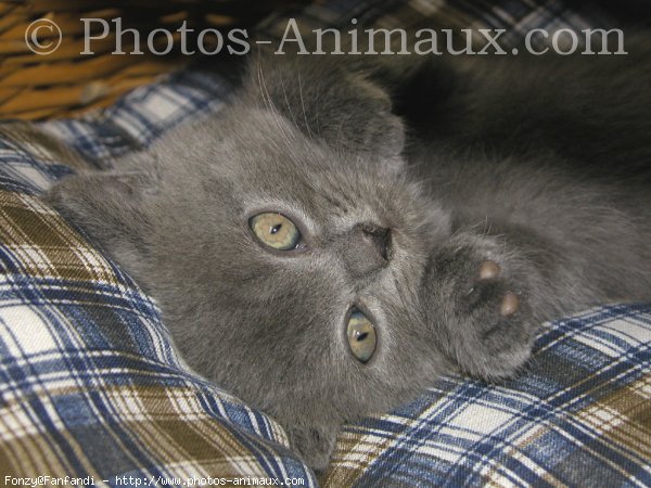 Photo de British shorthair