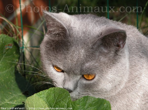 Photo de British shorthair