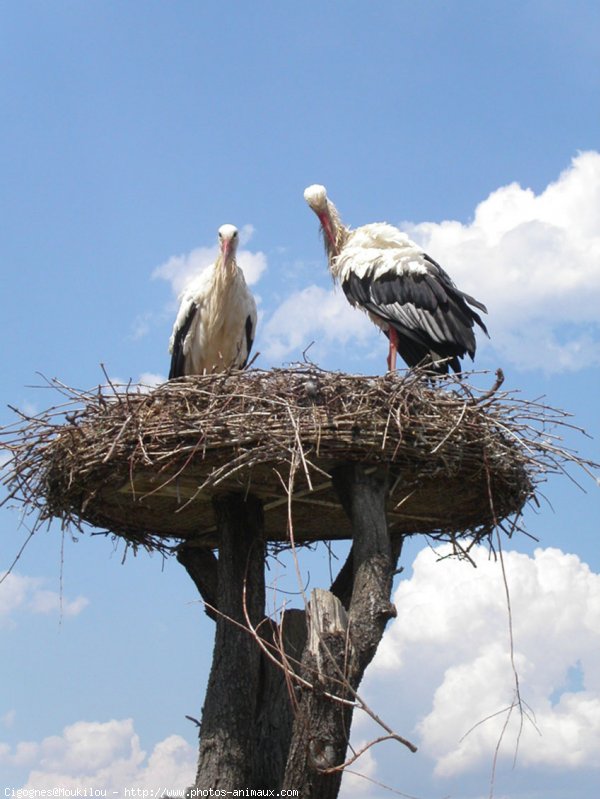 Photo de Cigogne