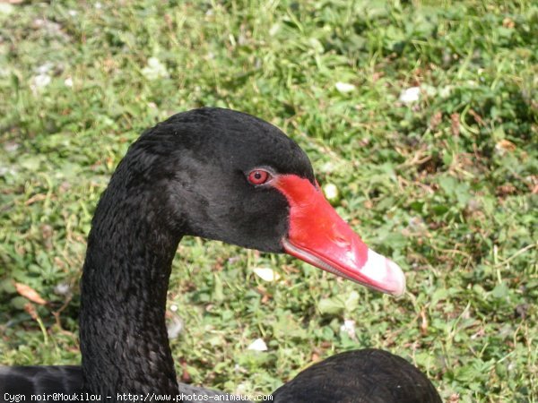 Photo de Cygne