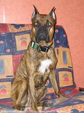 Photo de Boxer