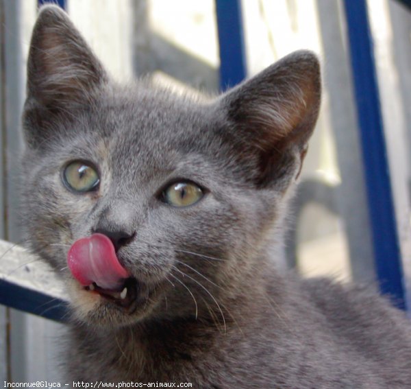 Photo de Chat domestique