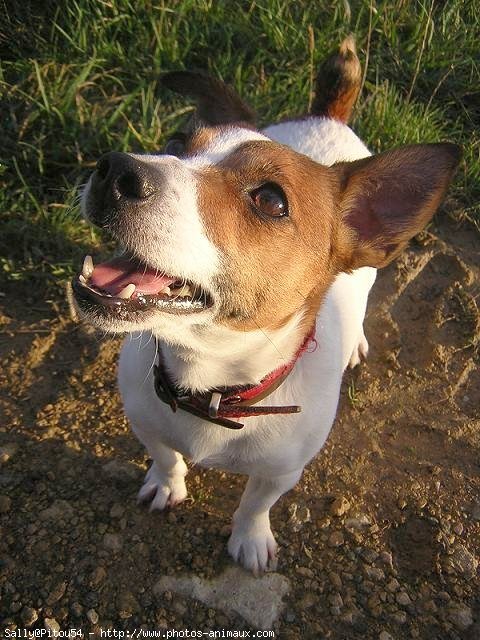 Photo de Jack russell terrier