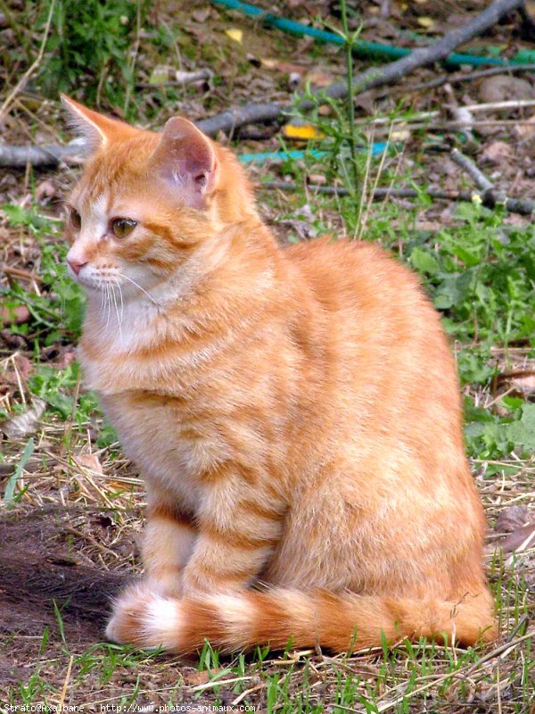 Photo de Chat domestique