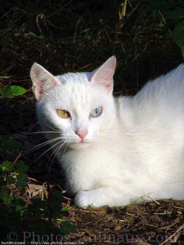 Photo de Chat domestique