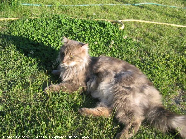 Photo de Chat domestique