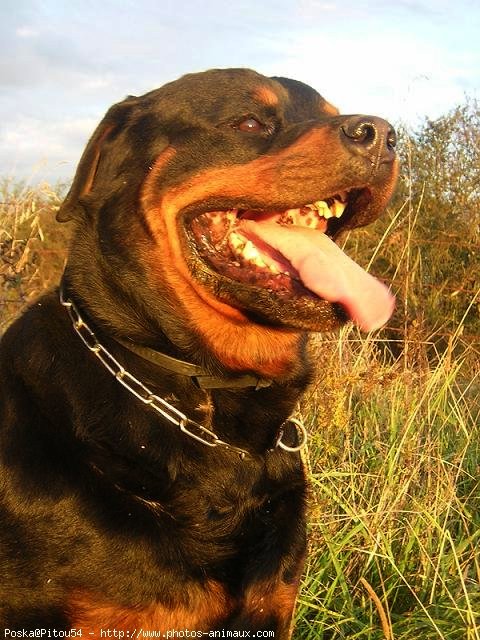 Photo de Rottweiler