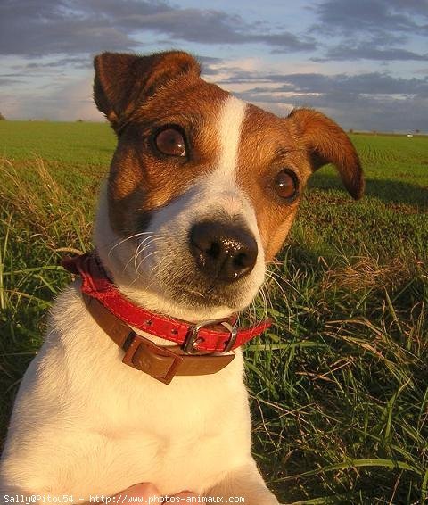 Photo de Jack russell terrier