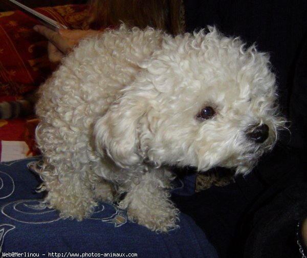 Photo de Bichon  poil fris