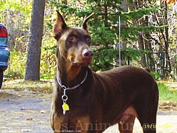 Photo de Dobermann