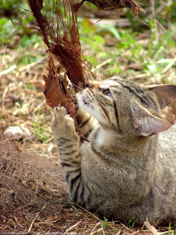 Photo de Chat domestique