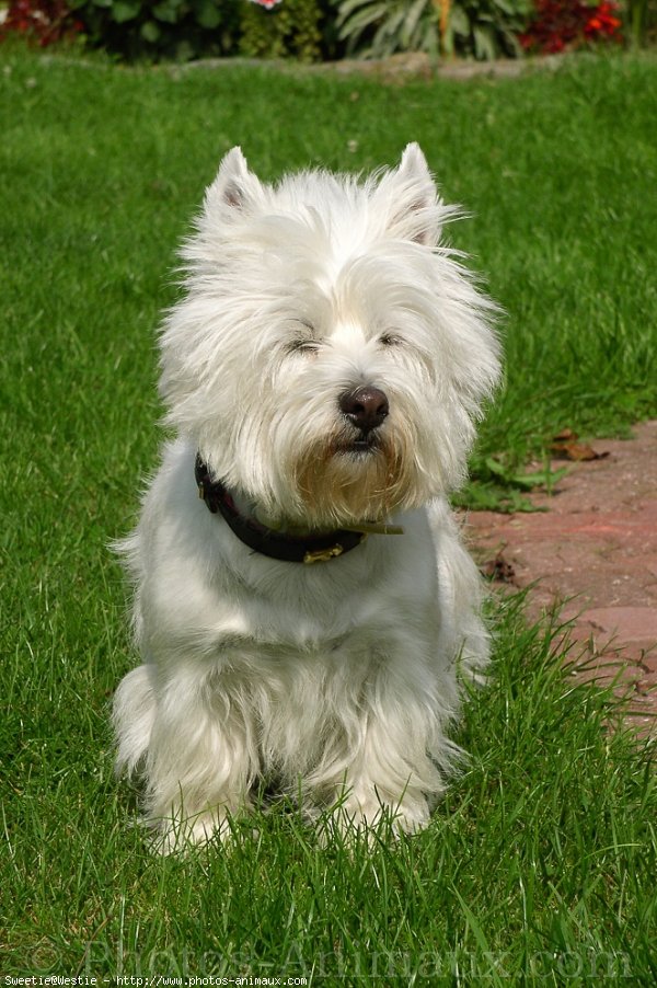 Photo de West highland white terrier