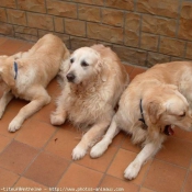 Photo de Golden retriever