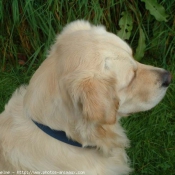 Photo de Golden retriever