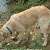 Photo de Golden retriever