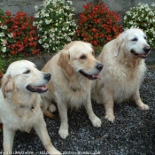 Photo de Golden retriever