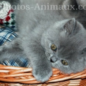 Photo de British shorthair