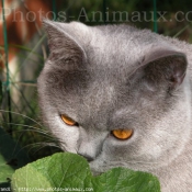 Photo de British shorthair