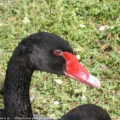 Photo de Cygne