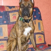 Photo de Boxer