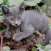 Photo de Chat domestique