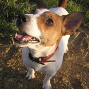 Photo de Jack russell terrier