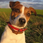 Photo de Jack russell terrier