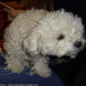 Photo de Bichon  poil fris