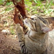 Photo de Chat domestique