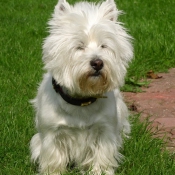 Photo de West highland white terrier