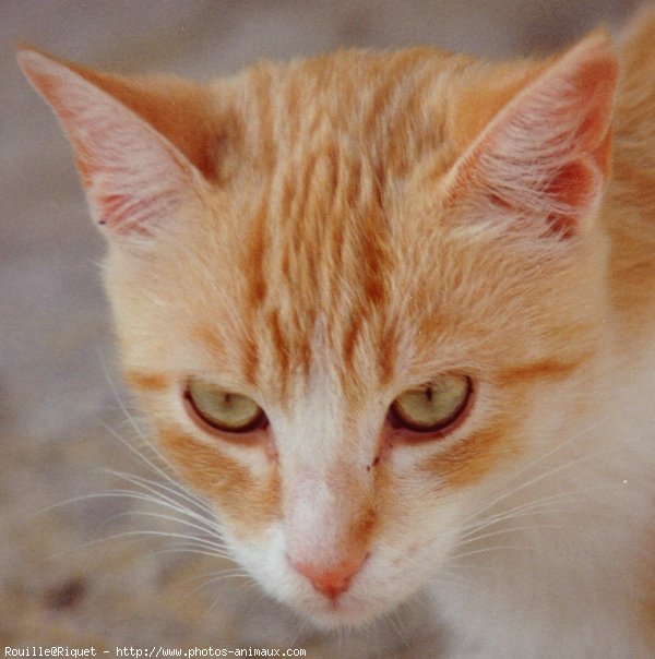 Photo de Chat domestique