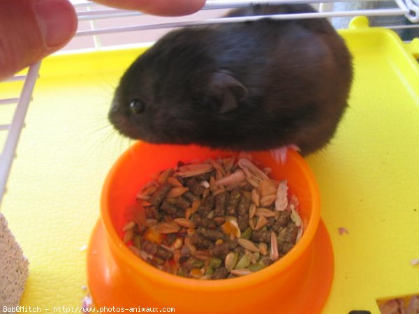 Photo de Hamster