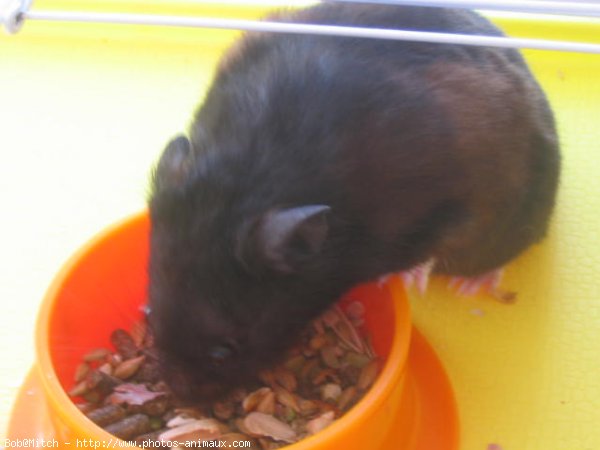 Photo de Hamster