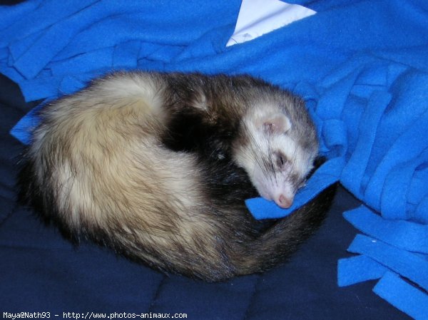 Photo de Furet