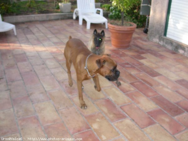 Photo de Boxer