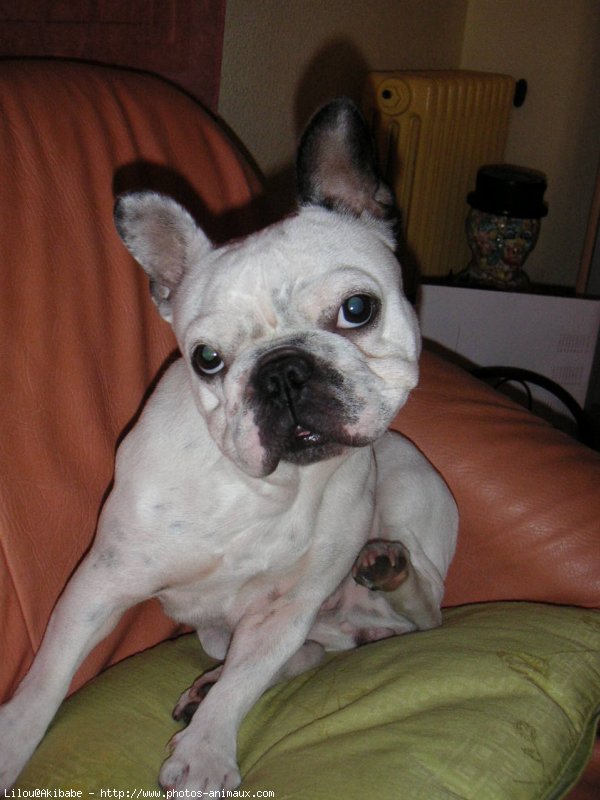 Photo de Bouledogue franais