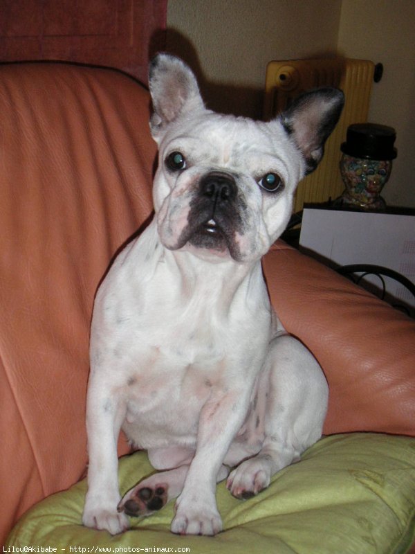 Photo de Bouledogue franais