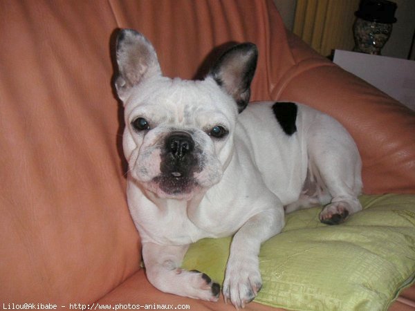 Photo de Bouledogue franais