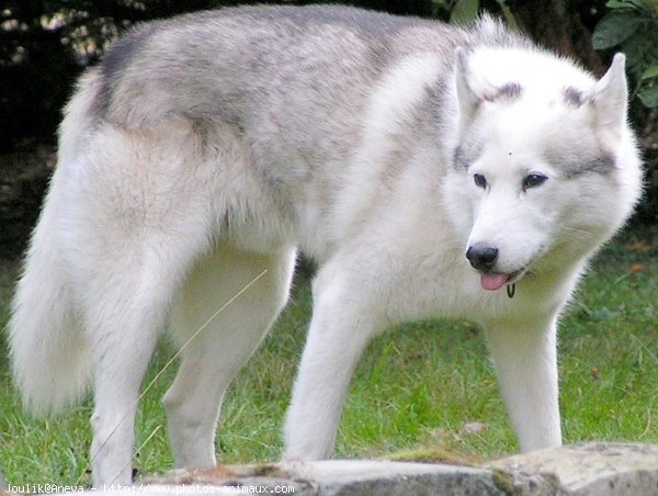 Photo de Husky siberien