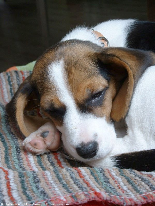 Photo de Beagle