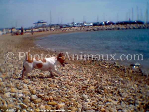 Photo de Jack russell terrier