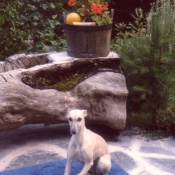 Photo de Whippet