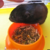 Photo de Hamster