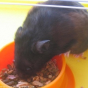 Photo de Hamster