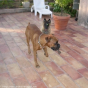 Photo de Boxer