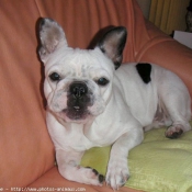 Photo de Bouledogue franais