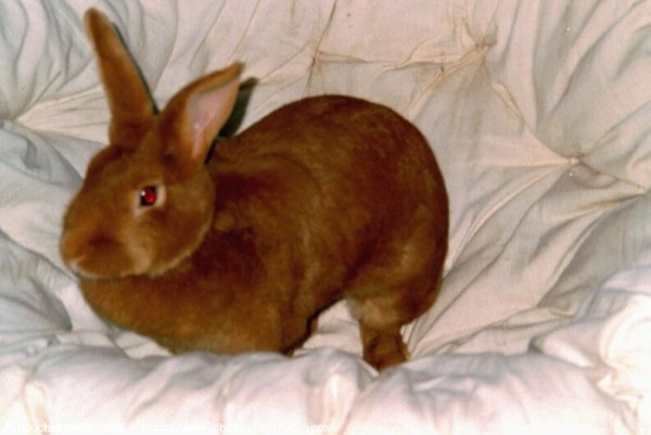 Photo de Lapin